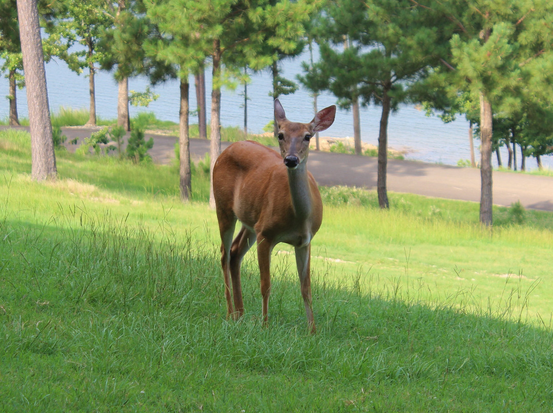 Lakeview Lodge主图