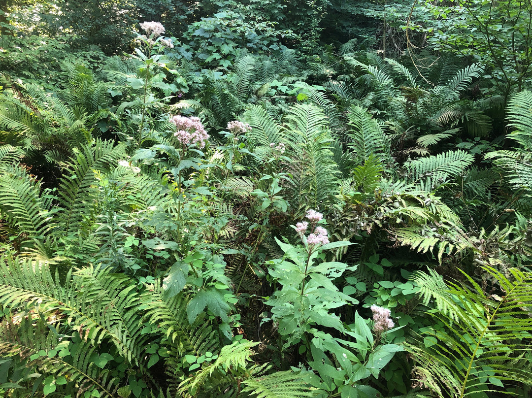 Limehouse Conservation Area-霍尔藤山市必去景点