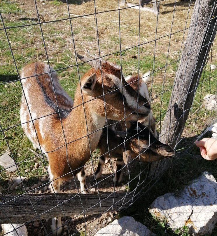 La Fattoria degli Animali景点图片