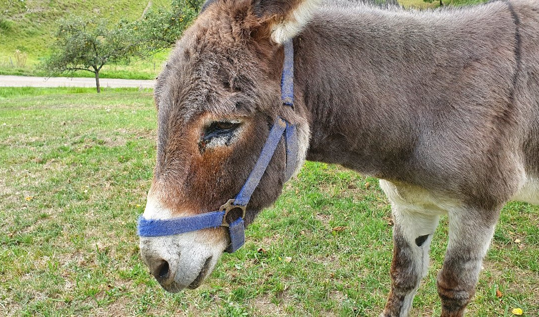 苏根拜德酒店主图
