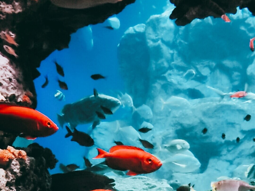 Oita Marine Palace Aquarium Umitamago-大分市必去景点