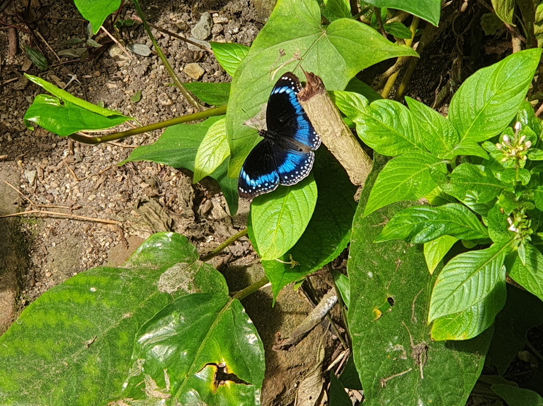 Butterfly Shop Kuranda景点图片
