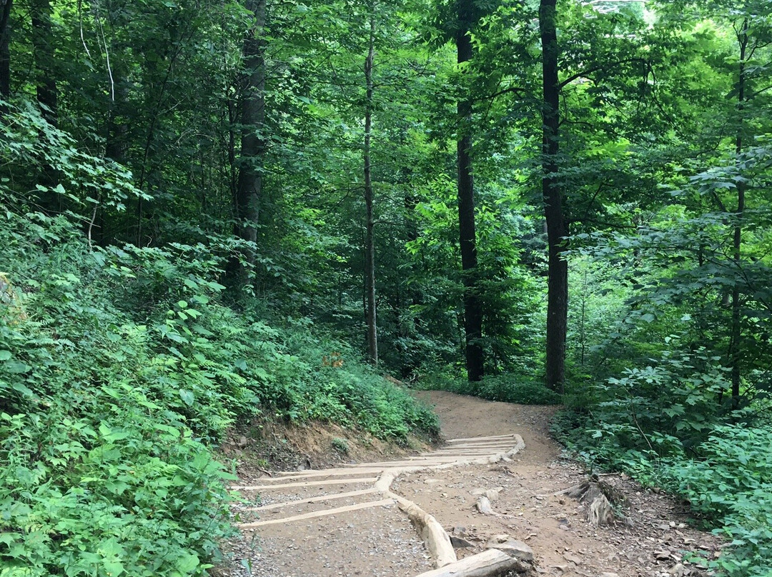 Grotto Falls Trail景点图片