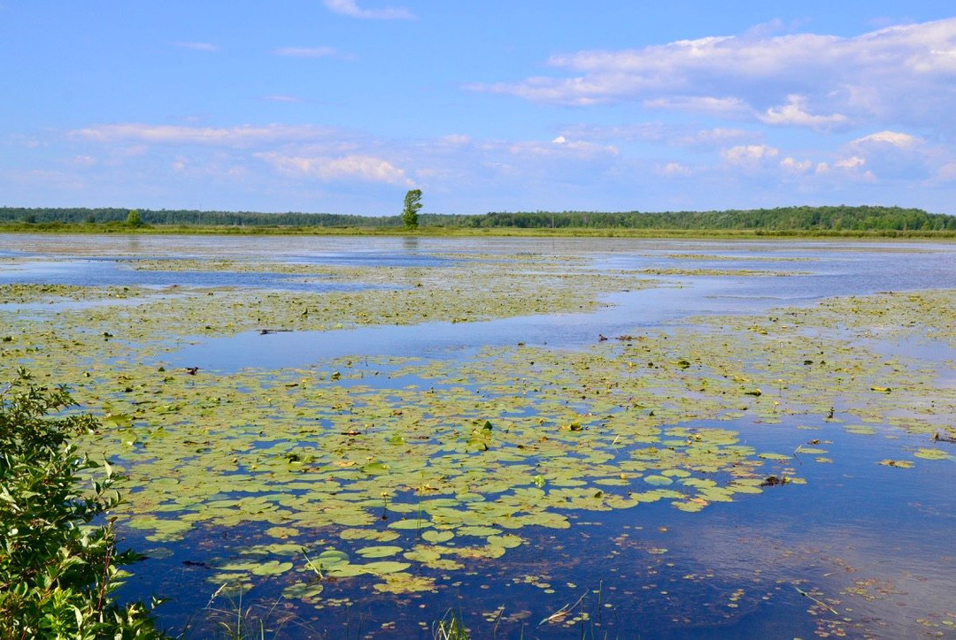 Tiny Marsh Provincial Wildlife Area景点图片