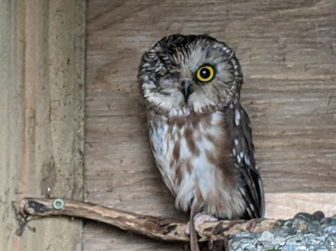 MARS Wildlife Rescue Visitor Centre景点图片