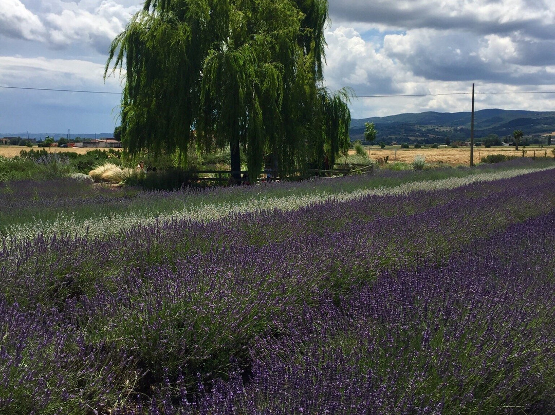 Il Lavandeto Di Assisi Negozio Assisis景点图片