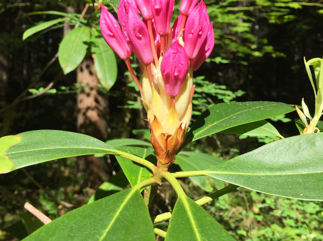 McKenzie River National Recreation Trail-尤金必去景点