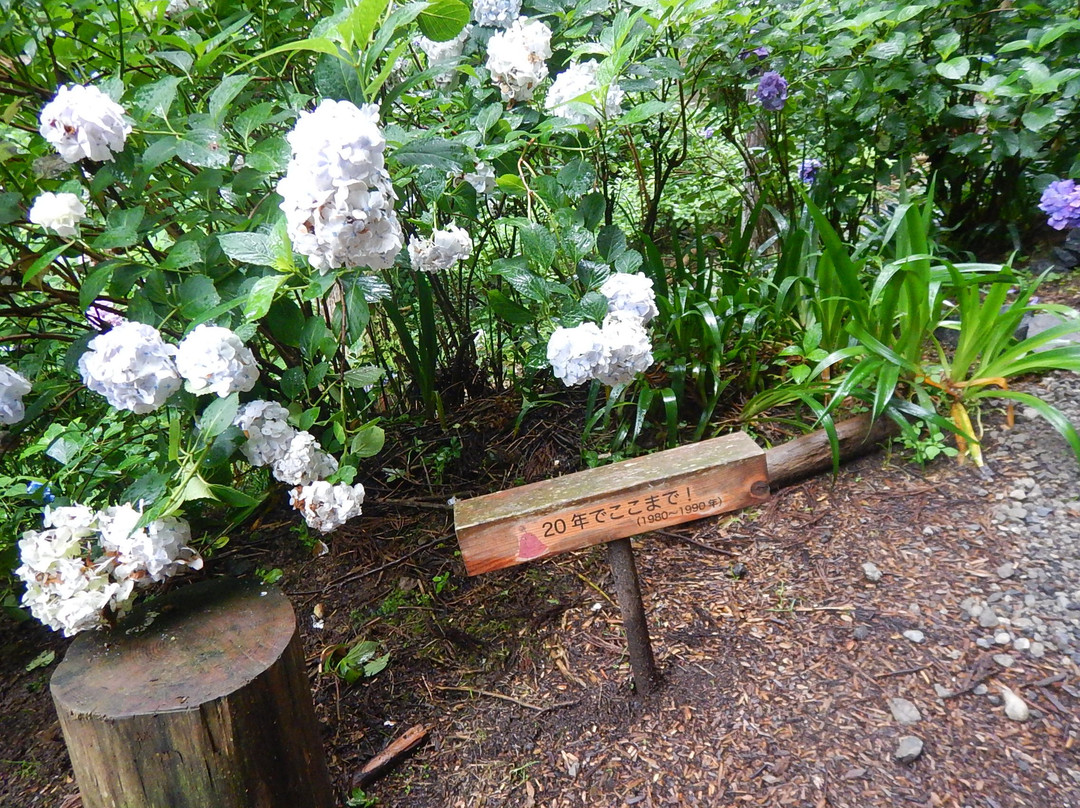 Minamisawa Ajisai Mountain-秋留野市必去景点