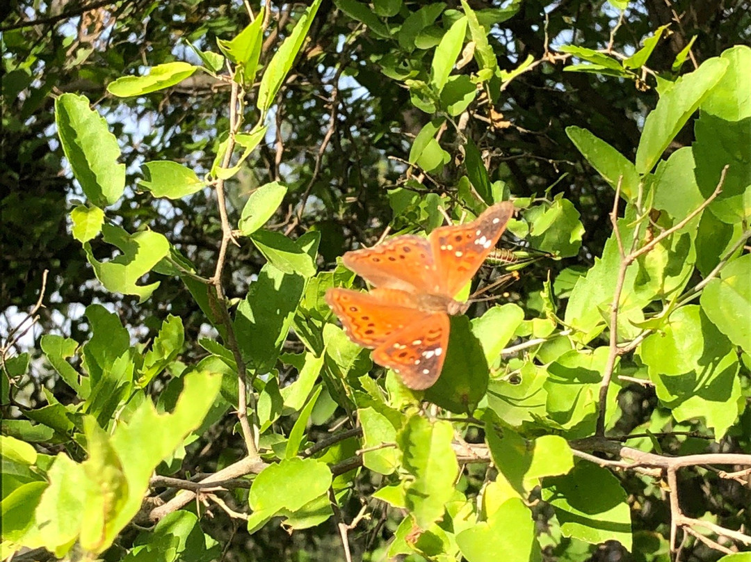 Bentsen-Rio Grande Valley State Park景点图片