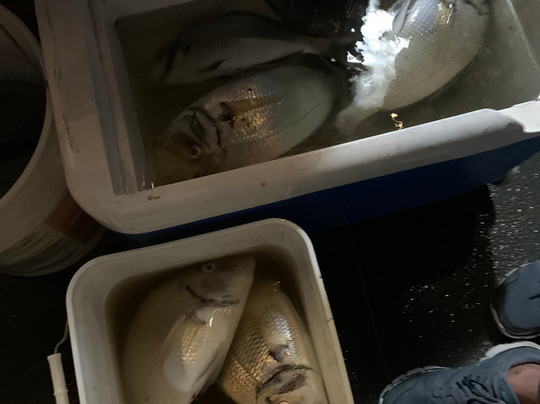 Capt. Dave Fishing-布鲁克林必去景点