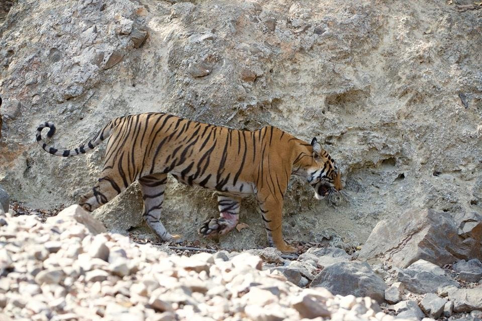 Visit2ranthambhore-瑟瓦伊马托布尔必去景点
