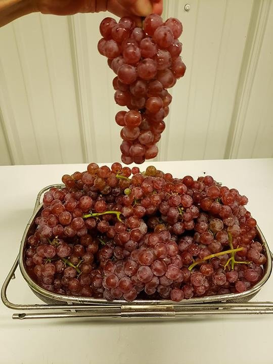 Iowa Grape Vines Winery景点图片