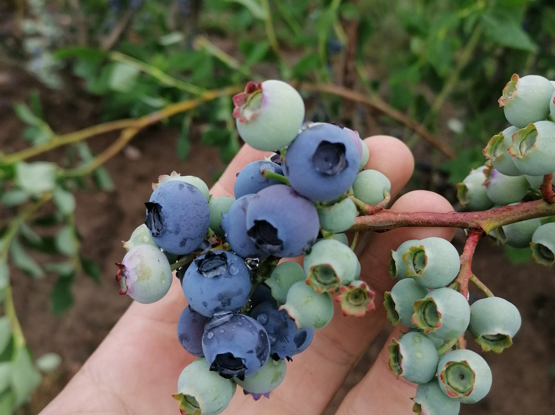 La Pommeraie-Sigolsheim必去景点