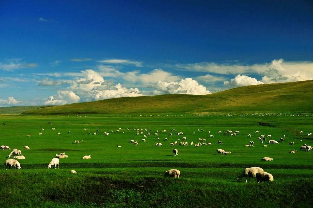 Private Tour Guide-呼伦贝尔市必去景点