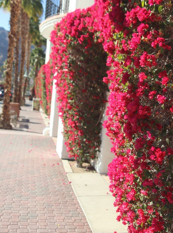 Old Town La Quinta-拉金塔必去景点