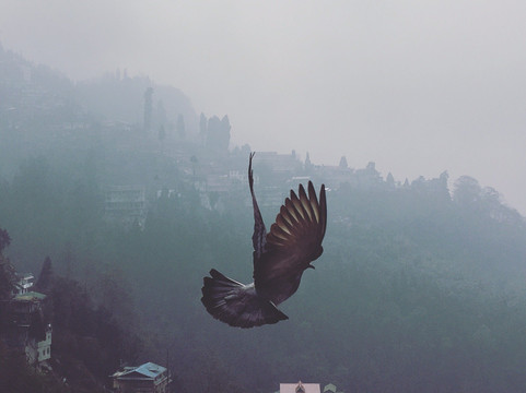 Zippi Trip-甘托克必去景点