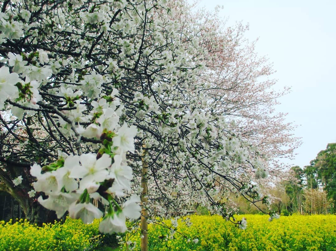 Obyo Cherry Blossom-市原市必去景点
