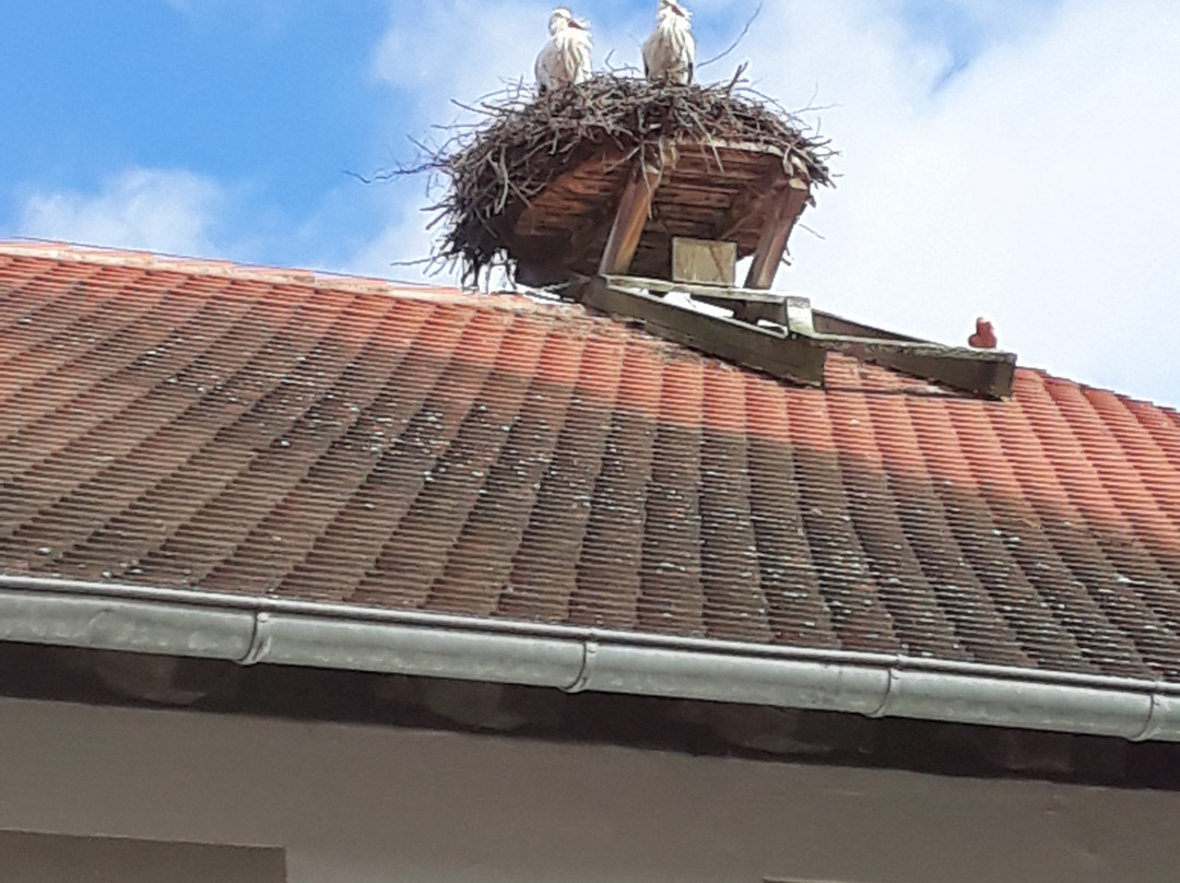 Affenberg Salem - Monkey Hill-塞勒姆必去景点