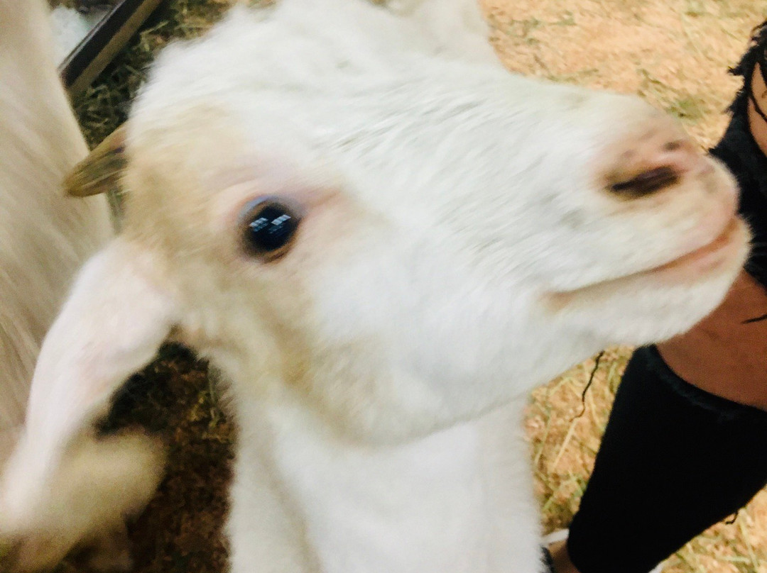 Debbie Dolittle's Indoor Petting Zoo景点图片