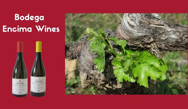 Viñedos & Bodega Encima Wines-Molinaseca必去景点