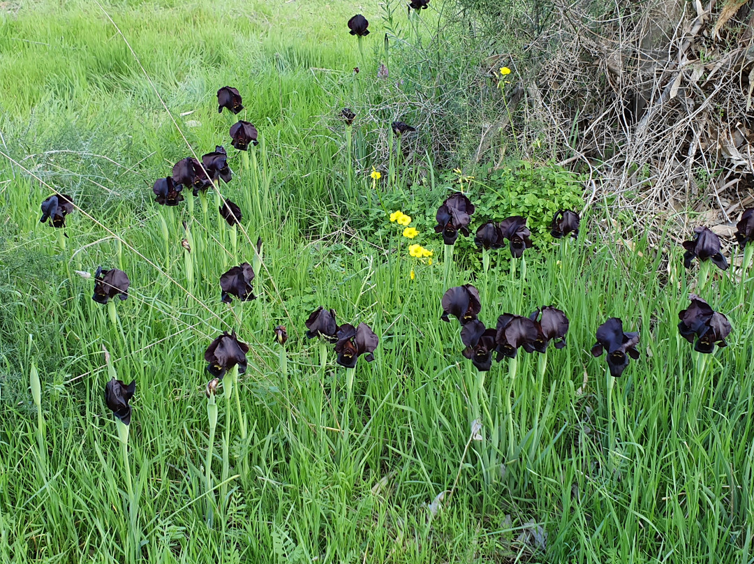 Ilanot Forest-Kadima必去景点