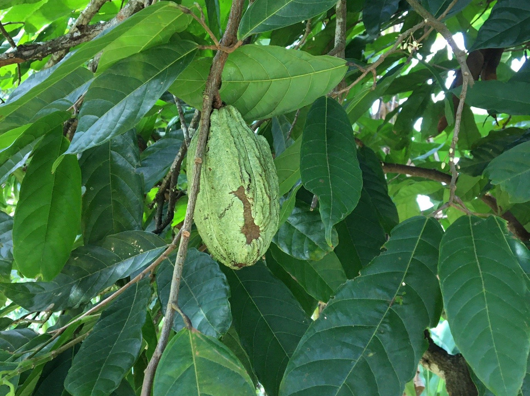 Fabrica de Chocolates Orquidea-Tarapoto必去景点