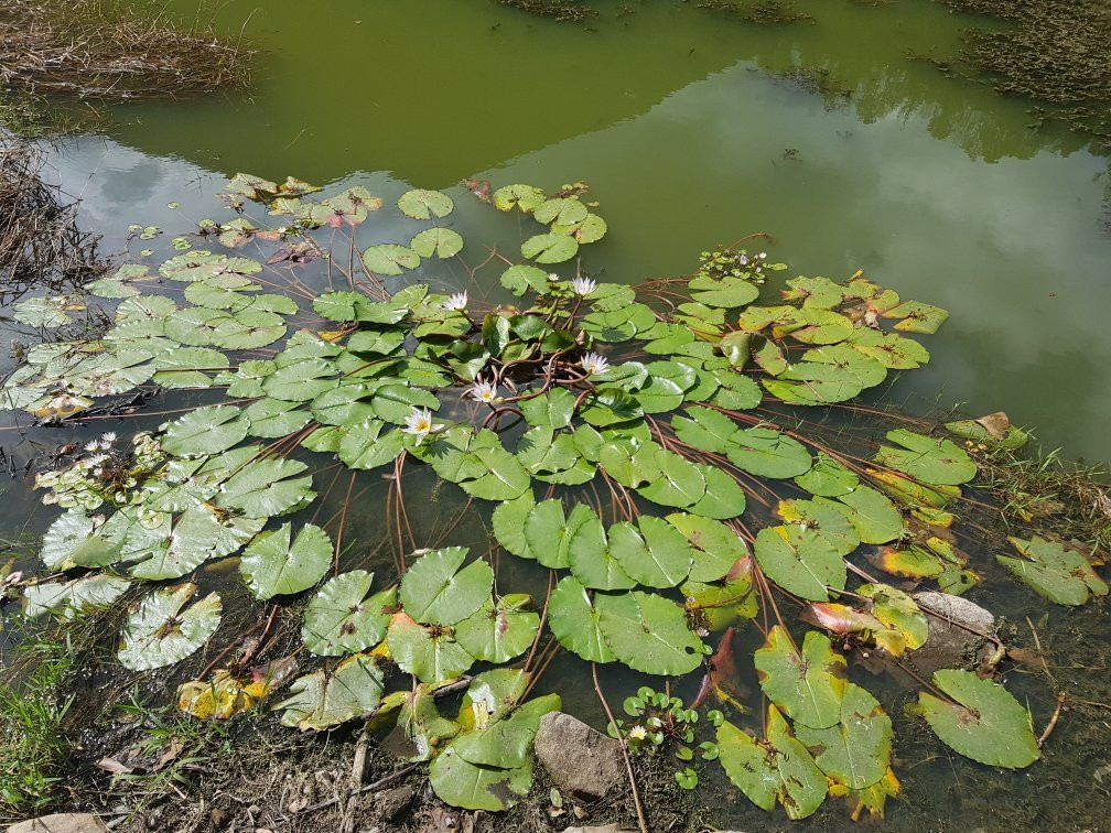 Laguna de Ubaque景点图片