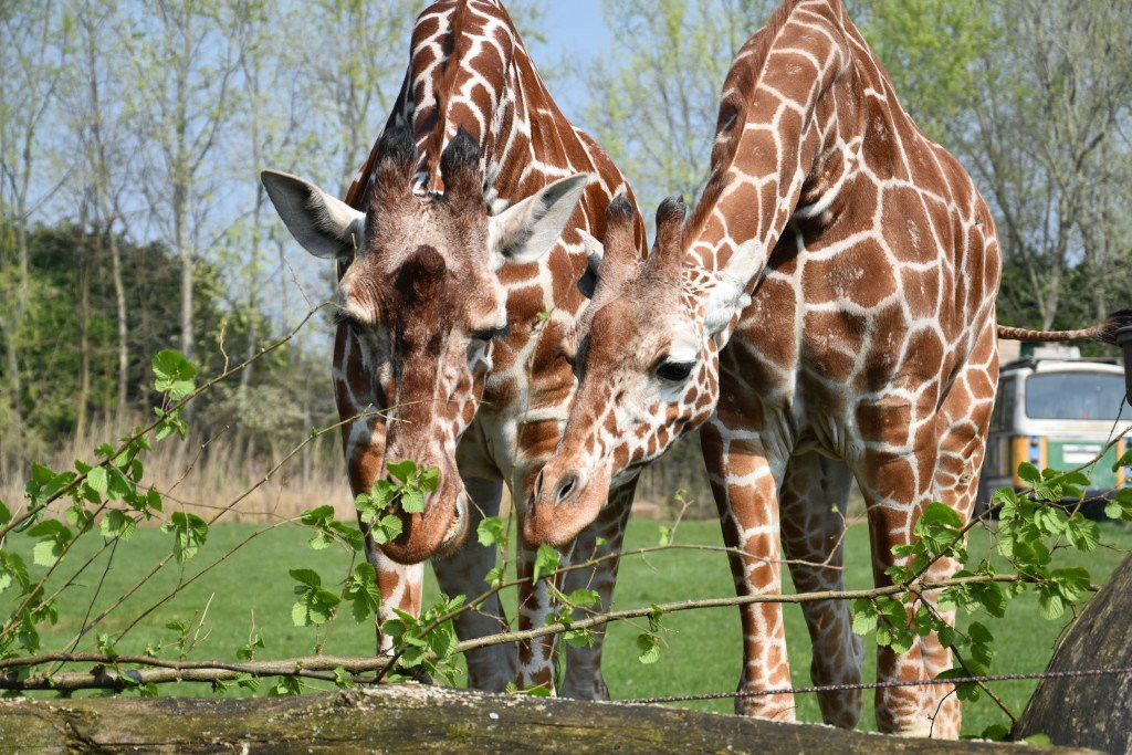 Zooparc Overloon-Overloon必去景点