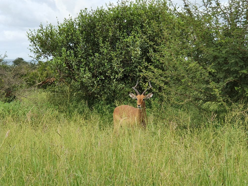 Game drives at Phalaborwa Gate in Kruger National Park-克鲁格国家公园必去景点