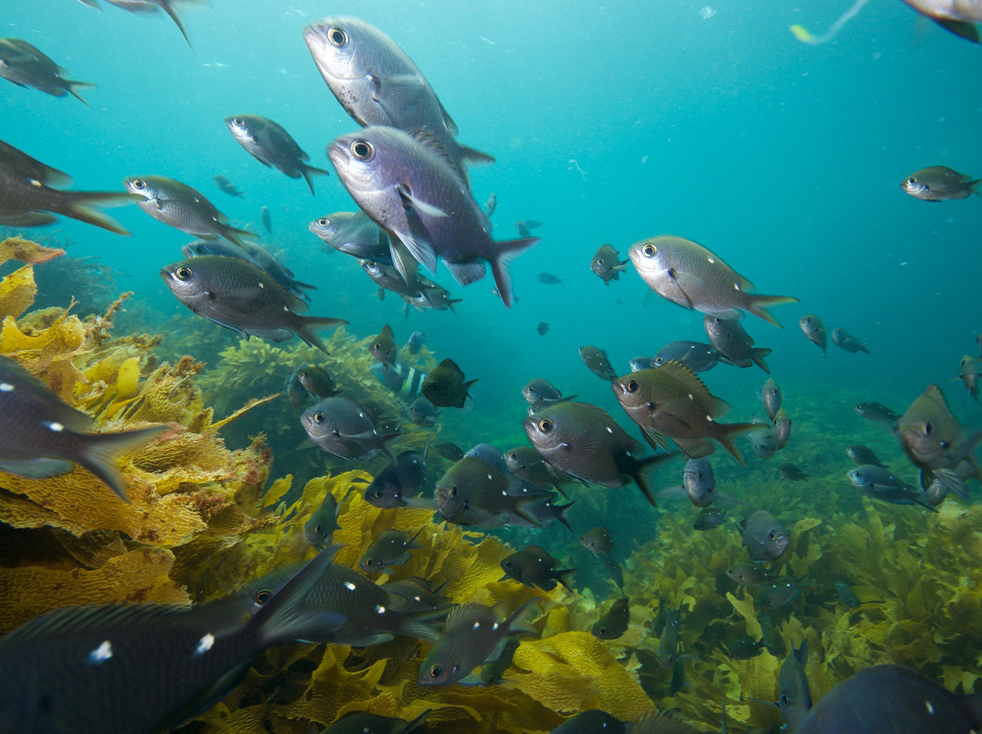 Gulf Eco Adventures-奥克兰中心地区必去景点