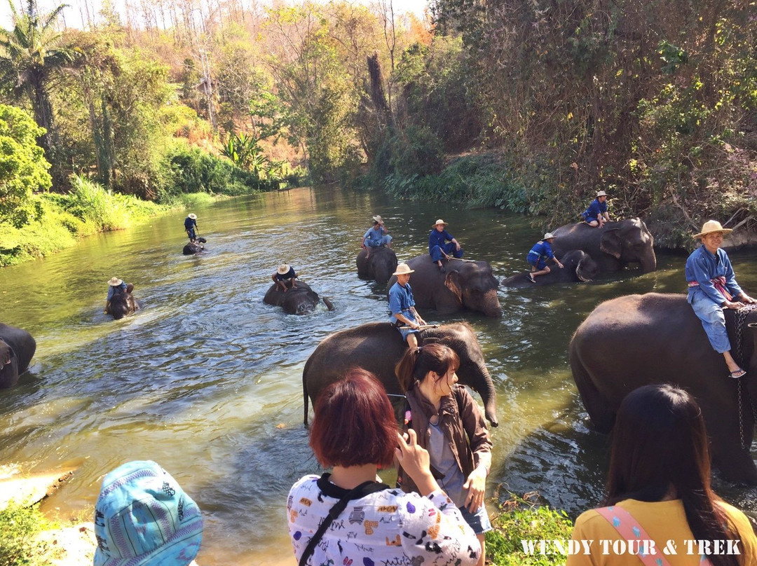 Thai Elephant Conservation Center-限察必去景点