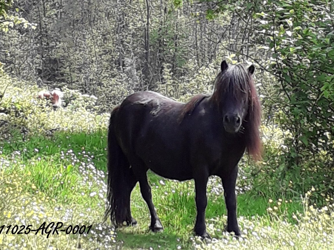 Agriturismo dei Monti Liguri e Cinque Terre主图