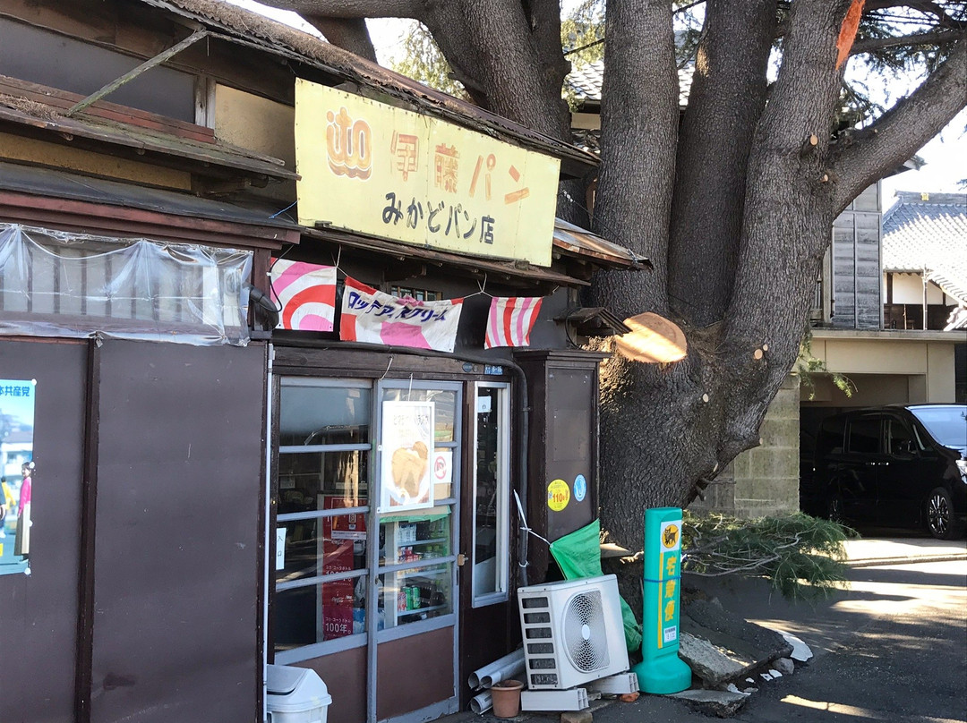 The Yanaka's Himalayan Cedar Tree
