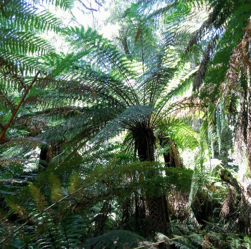 Notley Fern Gorge景点图片