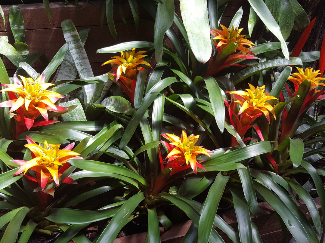 Botanica Whangarei-璜加雷必去景点