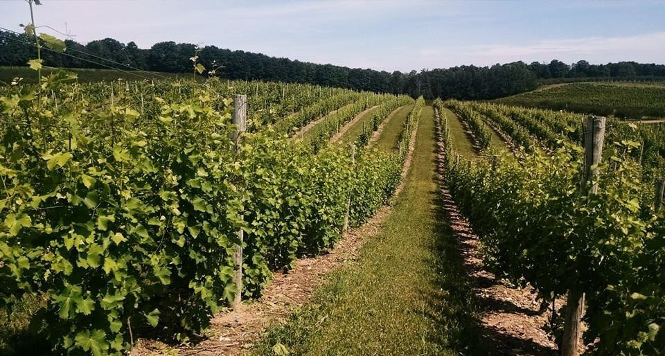 Laurentide Winery景点图片