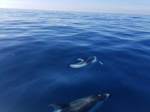 Offshore Blue Adventures Whale & Dolphin Tours-圣地亚哥必去景点