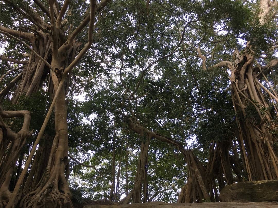 The Lion Kingdom主图