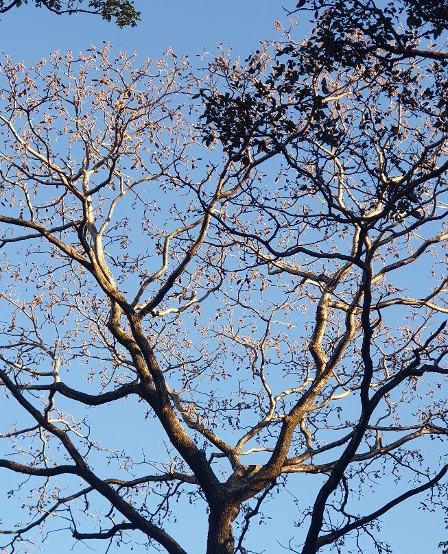 Pench Tiger Reserve景点图片
