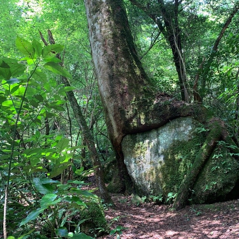 Kikuchi Gorge景点图片