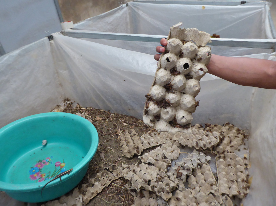 Thien An Cricket Farm-Lam Dong必去景点