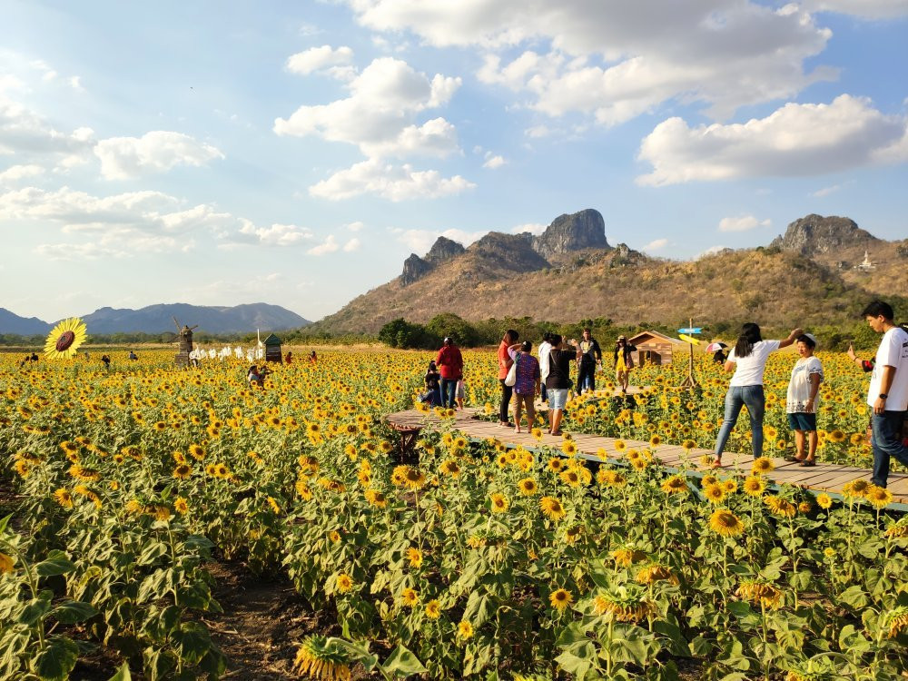 Khao Jeen Lae Sunflower Field景点图片