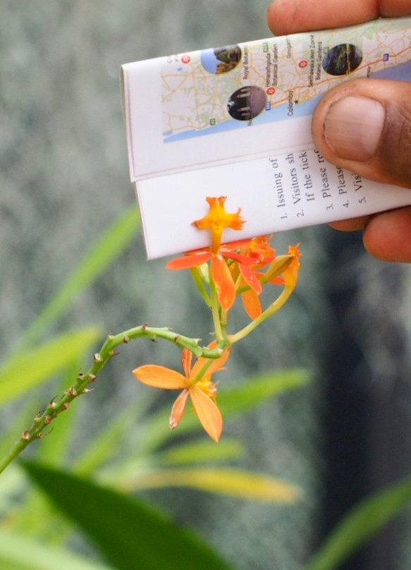 Why Not Sri Lanka-科伦坡必去景点