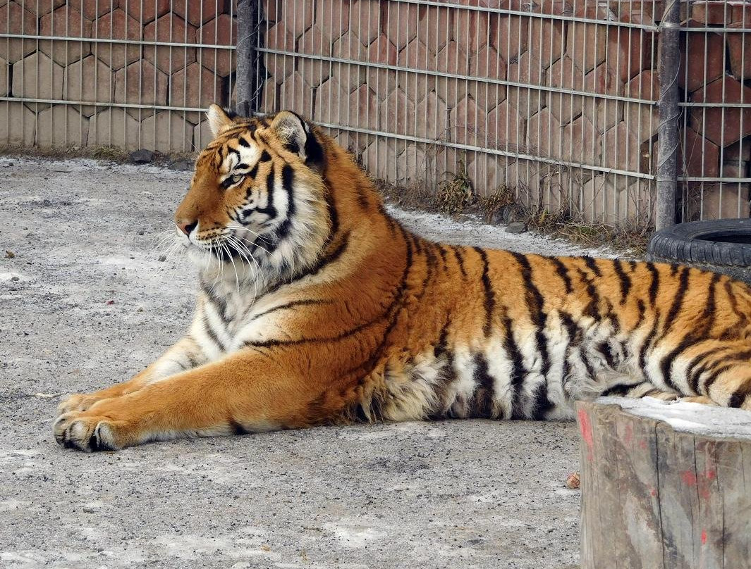 Wildpark-Velka Lomnica必去景点