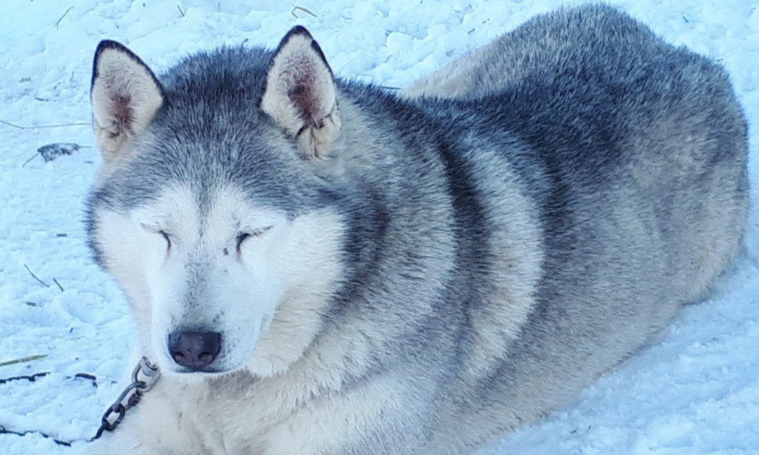 L’Aventure en Traîneau-Vinzier必去景点