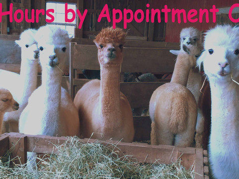 Graystone Ridge Alpacas-Manheim必去景点