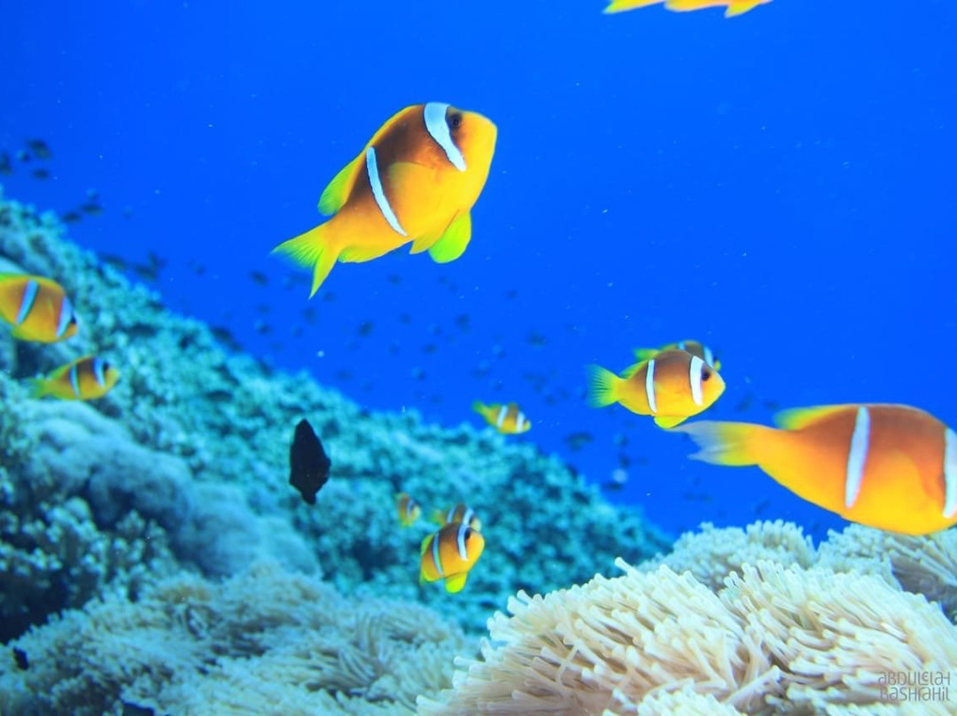 Dolphin Diver-Yanbu必去景点