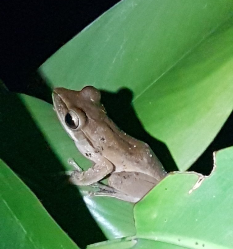 Way Kambas National Park-Lampung必去景点