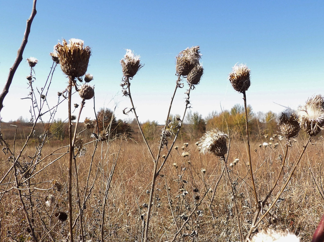 Prairie State Park景点图片