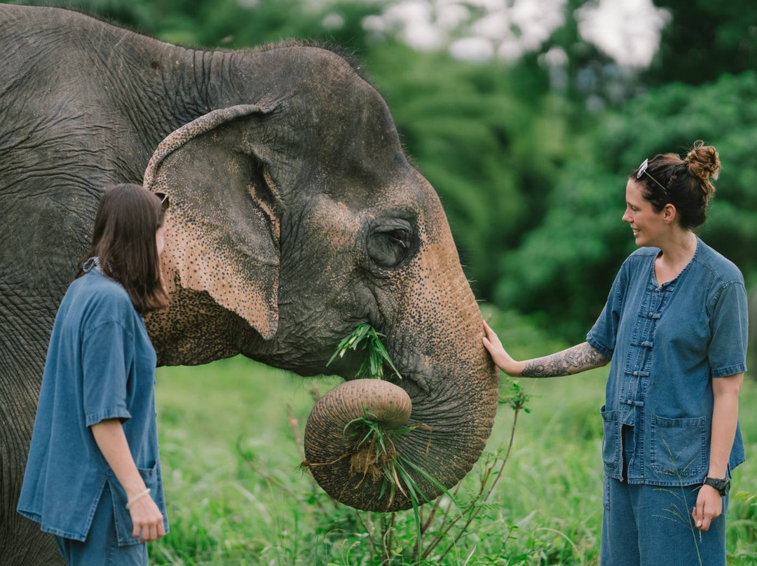 Lanta Elephant Sanctuary-兰塔岛必去景点